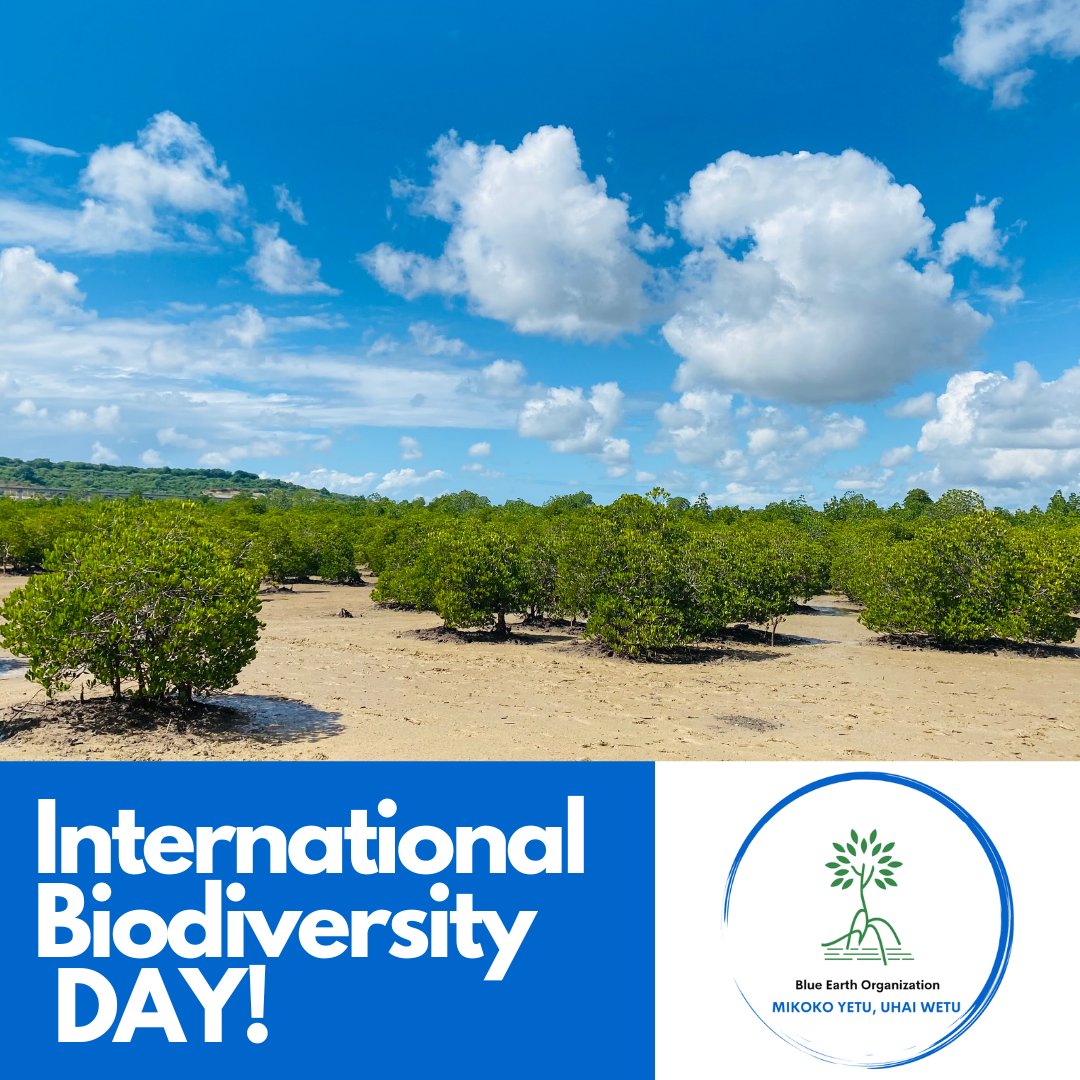 Mangroves are vital coastal ecosystems that support diverse species and protect our shores. 
They serve as nurseries for marine life, absorb carbon, and act as natural buffers against storms.
 
Support our work in restoring mangroves! gofund.me/a23b49f0

#BiodiversityDay