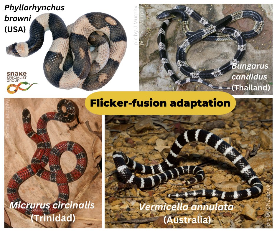 Snakes are simply amazing. 'Flicker-fusion effect’ is utilised by many. The high-contrast pattern blurs at speed, especially in low light, concealing a prey's appearance to predators, reducing the chances of initial detection. Here are some examples from around the world 😍.