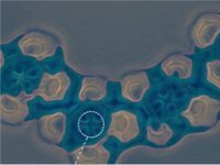 CientificaNews's tweet photo. Orbitais dos elétrons são observados com microscópio eletrônico https://t.co/GzMfSkcLLB https://t.co/fqddJZOBBT