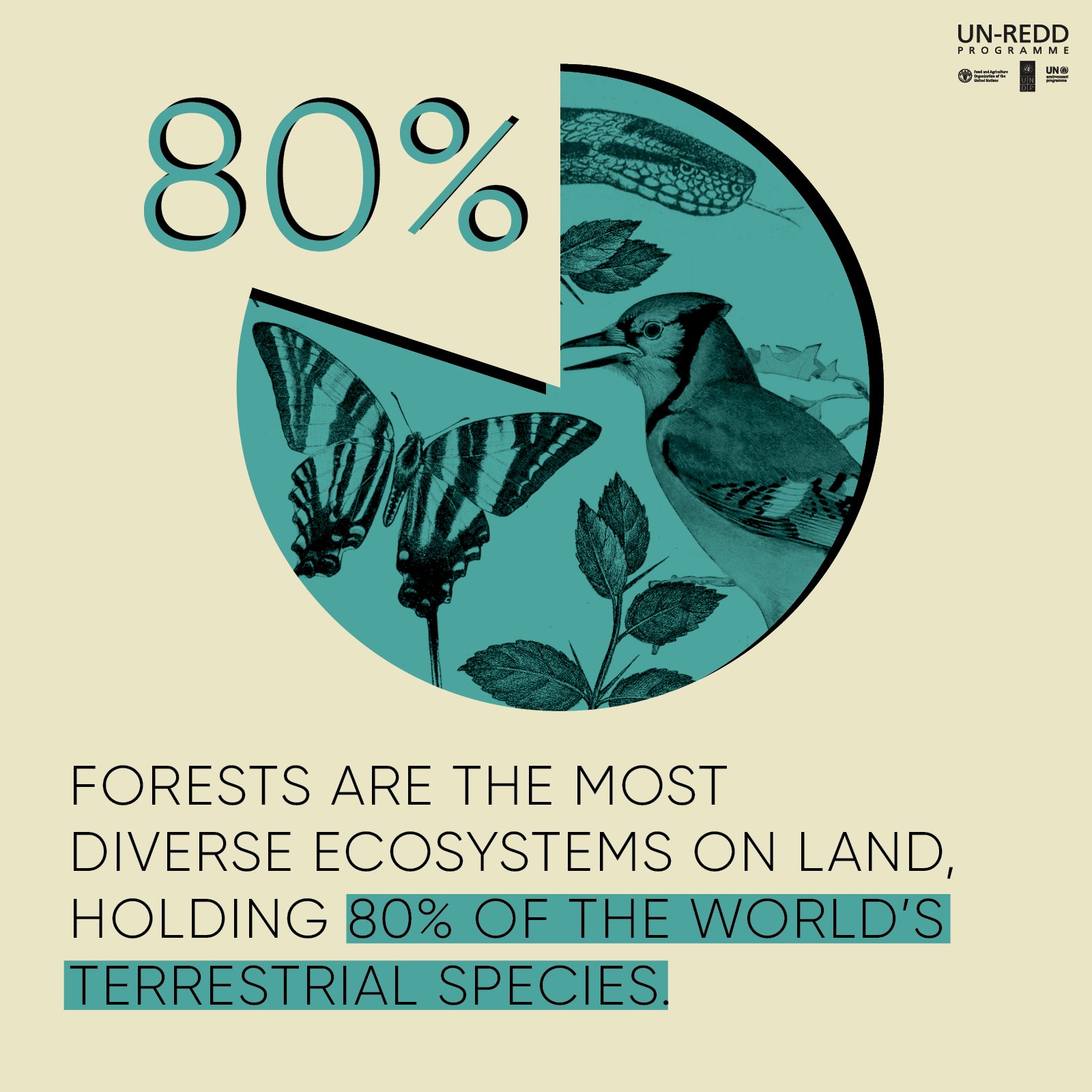 Protecting Our Forests: The Work Of Tori Page At Wwf - a8fxwqr