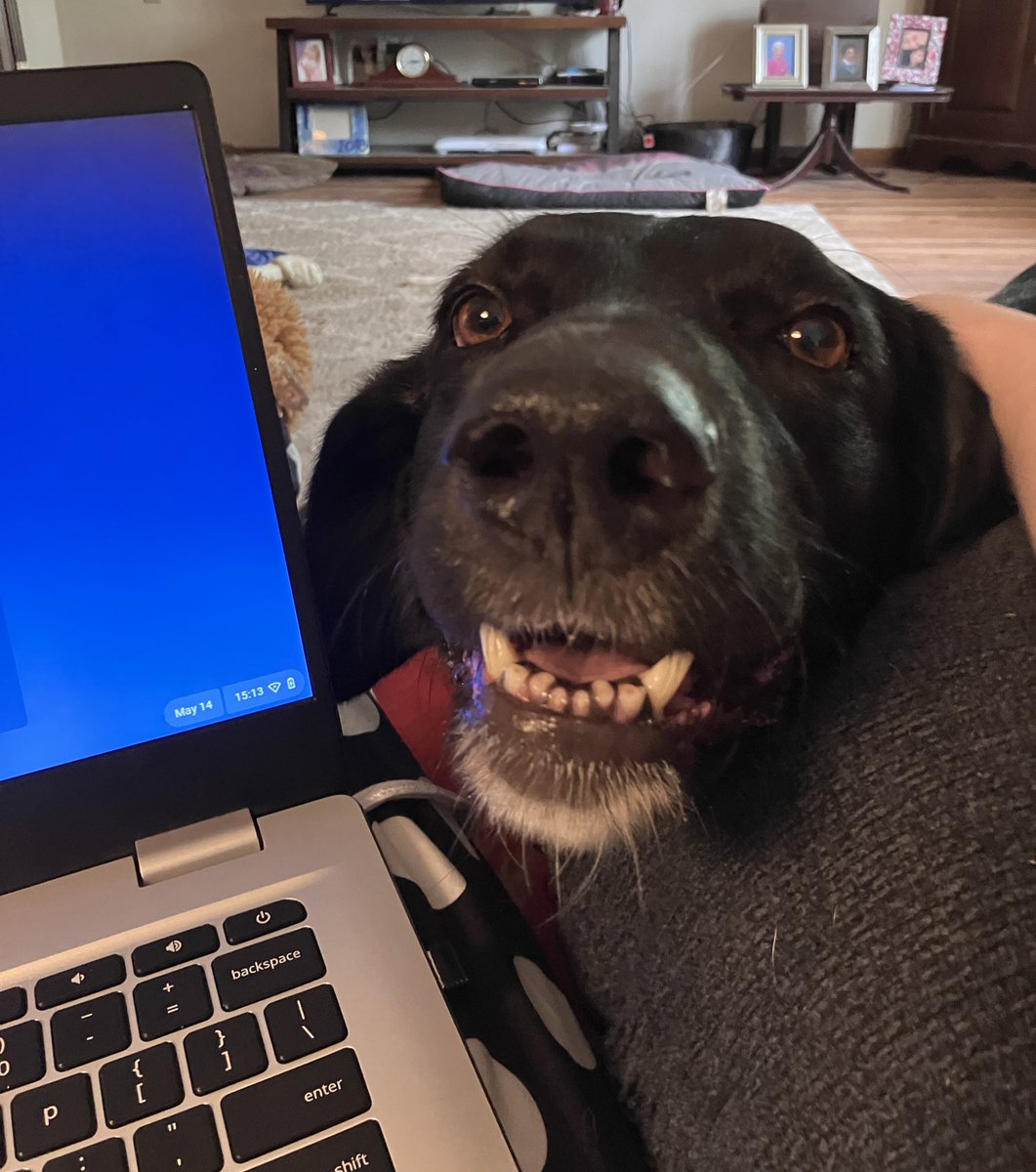 Floofy Mom🐱🐶 (@GreysenThomas) on Twitter photo 2023-05-22 11:35:43 Hey. Hey. Whatcha doing? Can I help? Can we look up balls on @Chewy?—Tipper #dogs #DogsofTwittter #shoppingonline #needaball Hey. Hey. Whatcha doing? Can I help? Can we look up balls on @Chewy?—Tipper #dogs #DogsofTwittter #shoppingonline #needaball