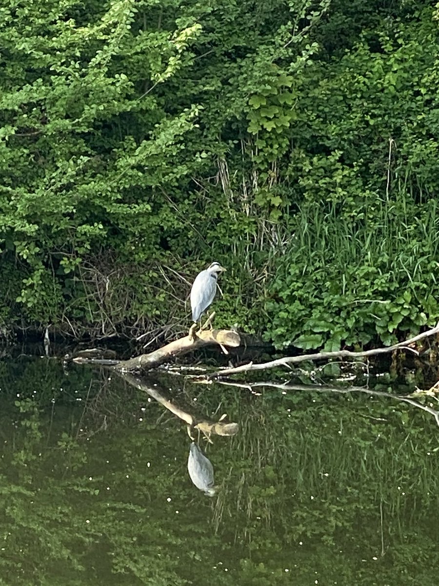 SuzannePullins's tweet image. #MoveMoreMay I agree it’s been fascinating, look what I spotted yesterday as well - all this time outdoors has been definitely good .