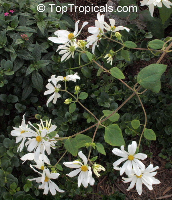 toptropicals's tweet photo. #Montanoa atriplicifolia - Tree Daisy is a cloud forest tree or more of a #shrubbyvine in lower elevations. It is rare #winterbloomer that offers up masses of 2-3" white daisy shaped #fragrantflowers from October to February.
https://t.co/Fs8PlNLxOJ
#rareplants
#MondayMotivation https://t.co/yj2ocsFRVx