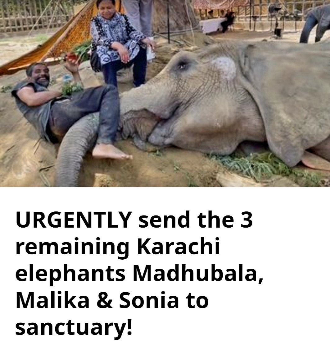 CitysFElephants's tweet photo. #Sanctuary4Karachi3
#CloseKarachiZoo ๐
โ๐ผ๐โ๐ผ๐โ๐ผ๐
URGENTLY Send the 3 remaining Karachi elephants Madhubala, Malika & Sonia to sanctuary!
๐จโ๐ผ #4511 โ
https://t.co/hILKw0Dwv5 via @Change
#Pakistan ๐ต๐ฐ
#CaptivityKills ๐ค
#KarachiZoo โ
#WeStand4๐พ https://t.co/su0a8LVNOw