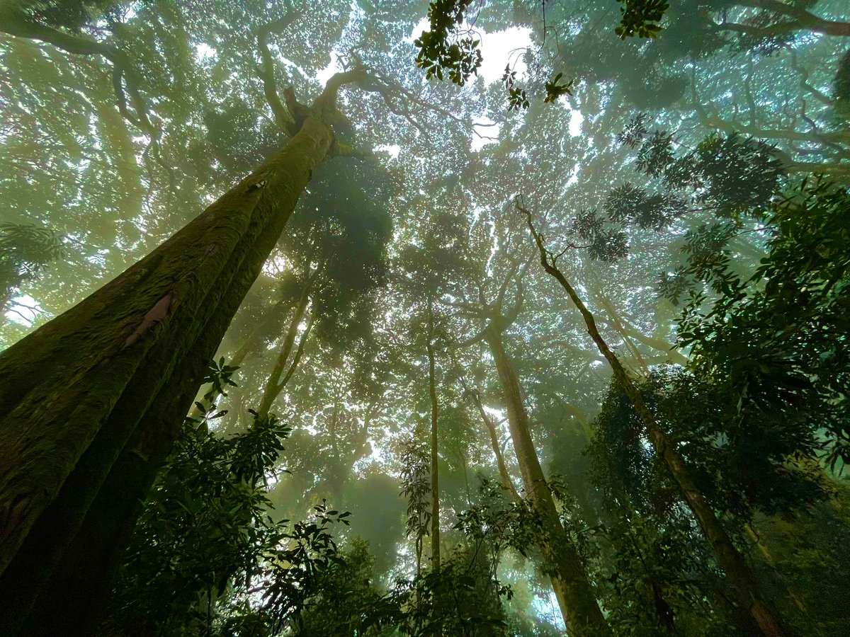 Nyungwe National Park tweet media