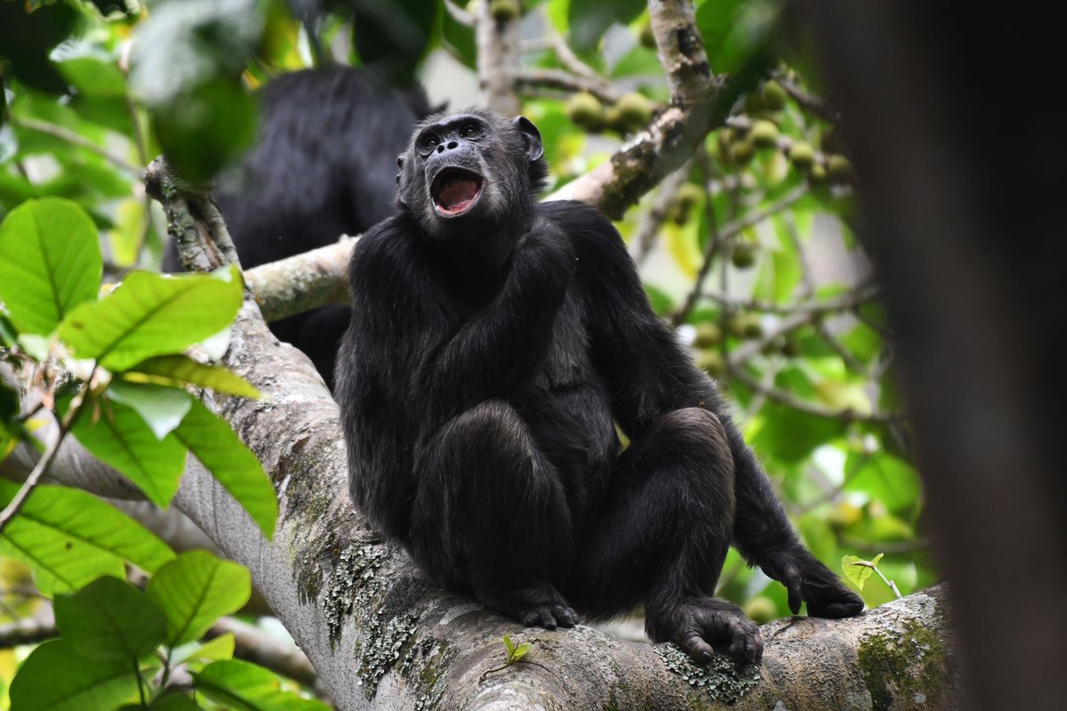 Nyungwe National Park tweet media