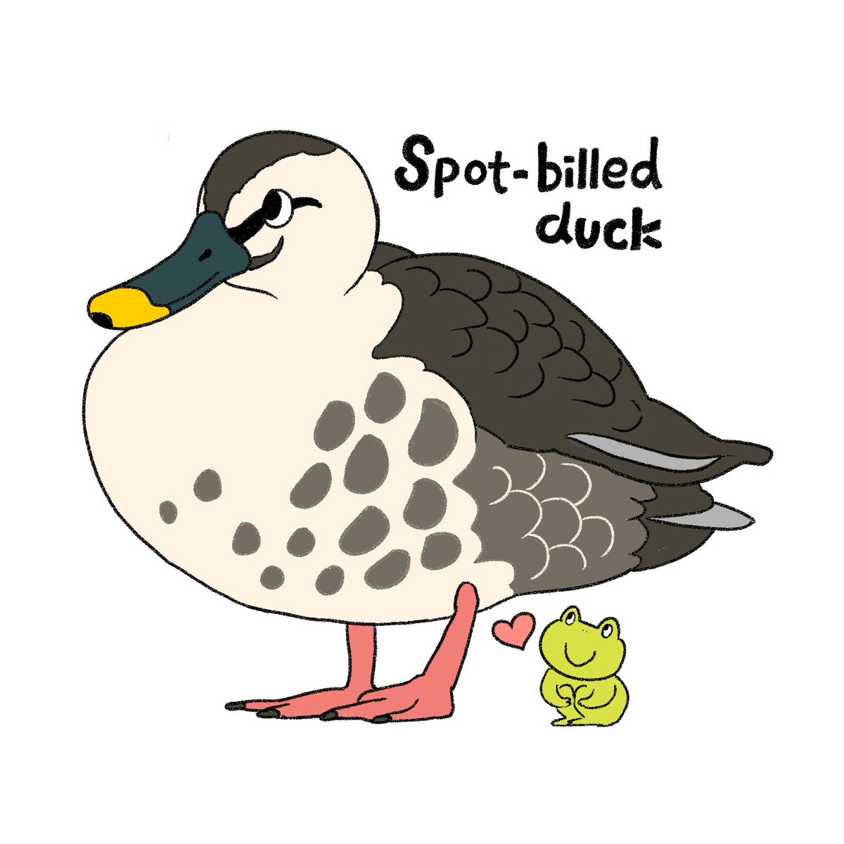 カルガモちゃん Spot-billed duck. この ぼてちん感がなんという可愛さ。こんなぼってりお腹で空を飛べるなんて😚
#野鳥観察 https://t.co/IemNXy7rDN