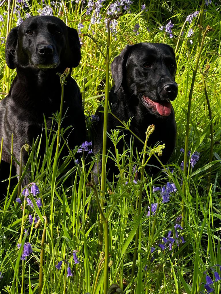 calmdigital's tweet image. Happy Monday 🌞

We’re loving the sun this week!

How gorgeous are these photos that Phil and Joanne took of Fern &amp;amp; Sadie on their walk yesterday? 😍 🐶

#spring #weekend #sun