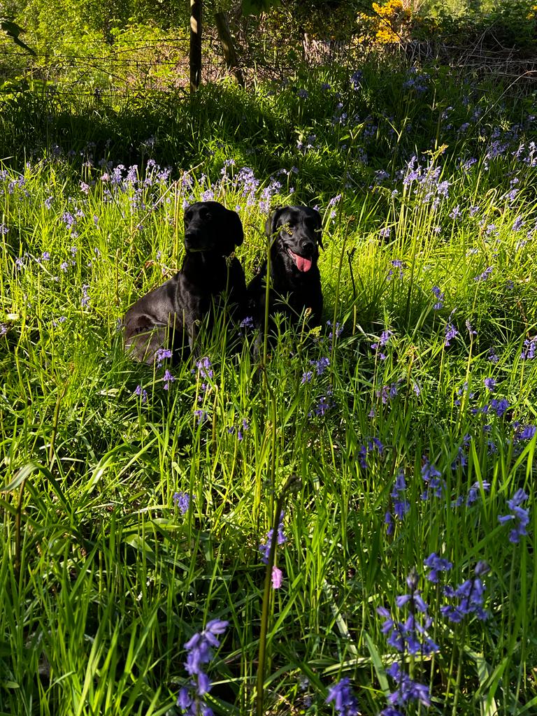 calmdigital's tweet image. Happy Monday 🌞

We’re loving the sun this week!

How gorgeous are these photos that Phil and Joanne took of Fern &amp;amp; Sadie on their walk yesterday? 😍 🐶

#spring #weekend #sun