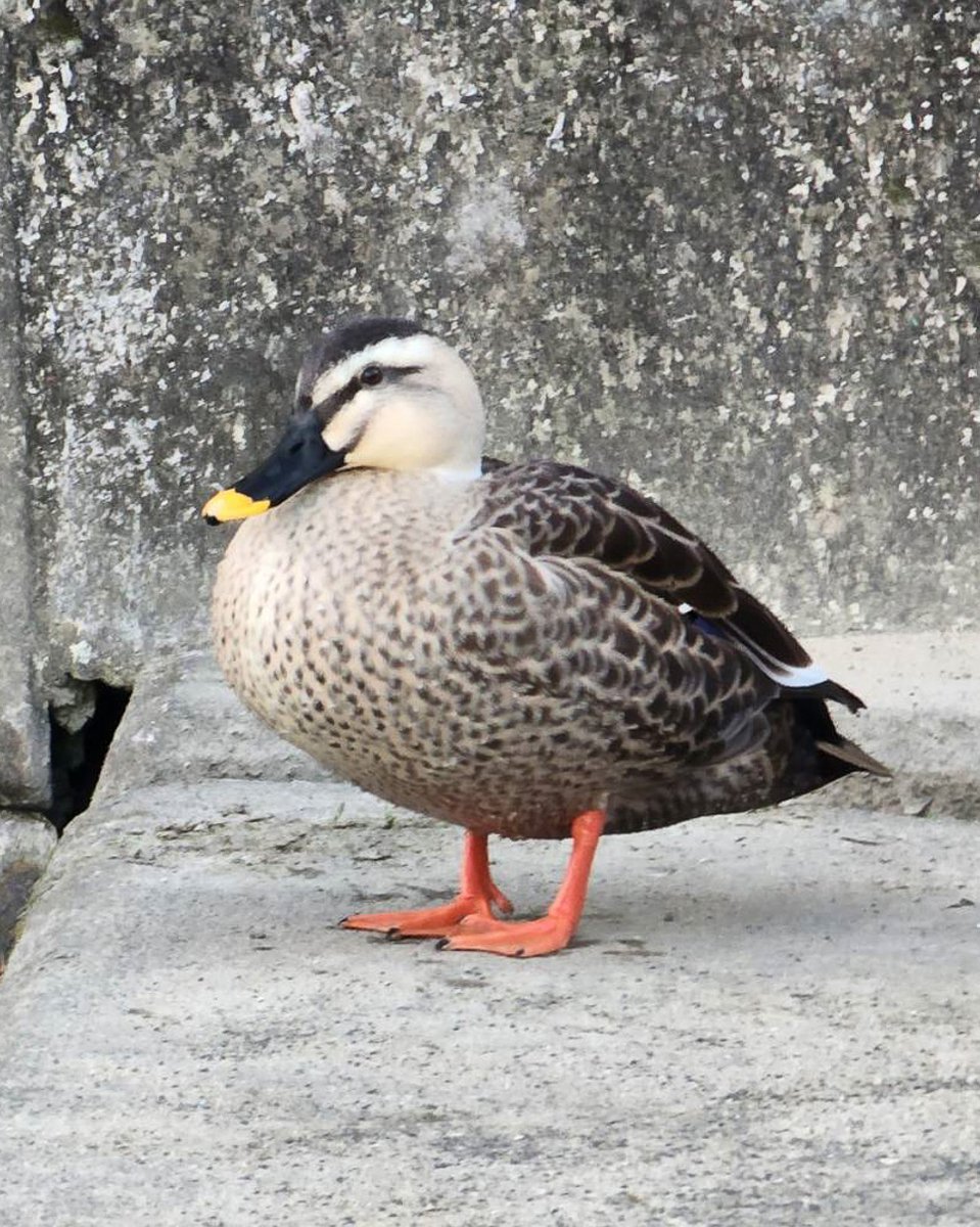 こちらが実物📷 by家族　です。ぼてちん・・・ https://t.co/aCInGJhfXo