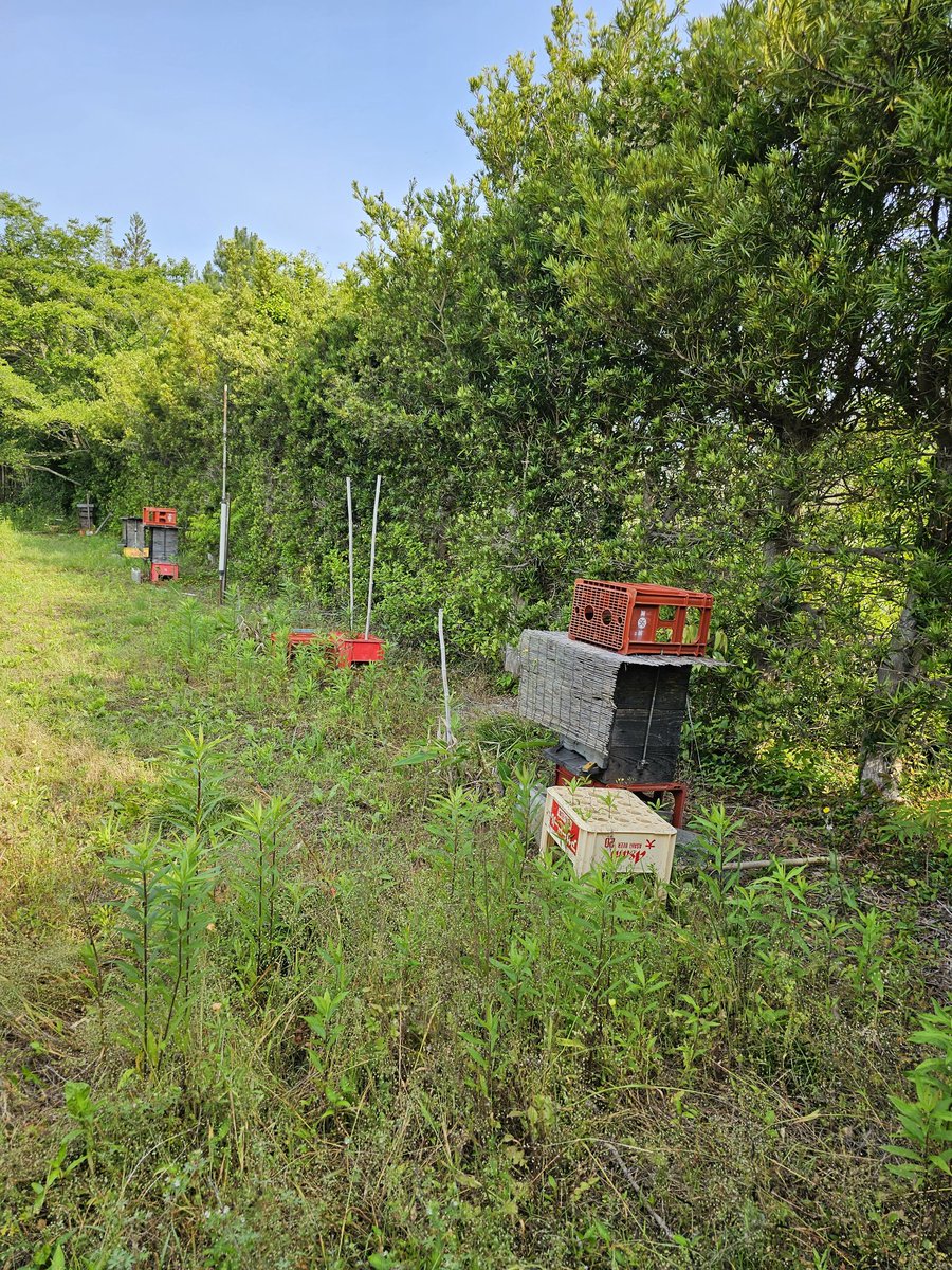 tomathos85's tweet photo. 今日の畑の蜜蜂🐝
奥から順番に３群とも元気です https://t.co/tuZd4Y0mOA