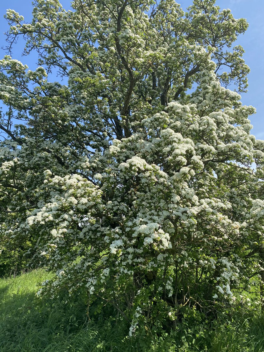 We are approaching peak Hawthorn Blossom setting in Galloway