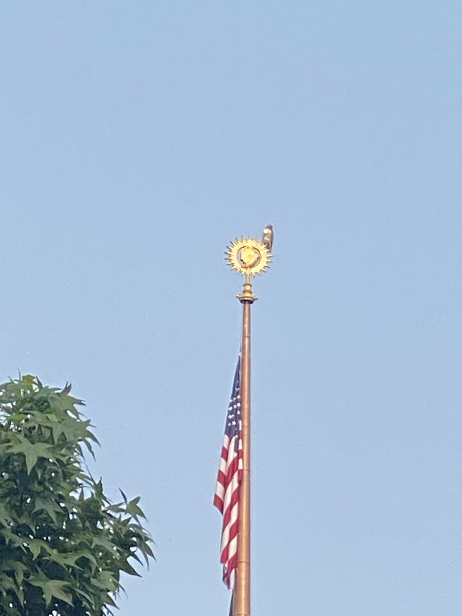 woodsnyc's tweet photo. #bitdseyeview #spectacular view of a red-tail hawk taking in all of #NYC and #unionsquare Wish I had a better camera! @BirdCentralPark #Manhattan Manhattanbirdalert https://t.co/HgbiiKfpzq