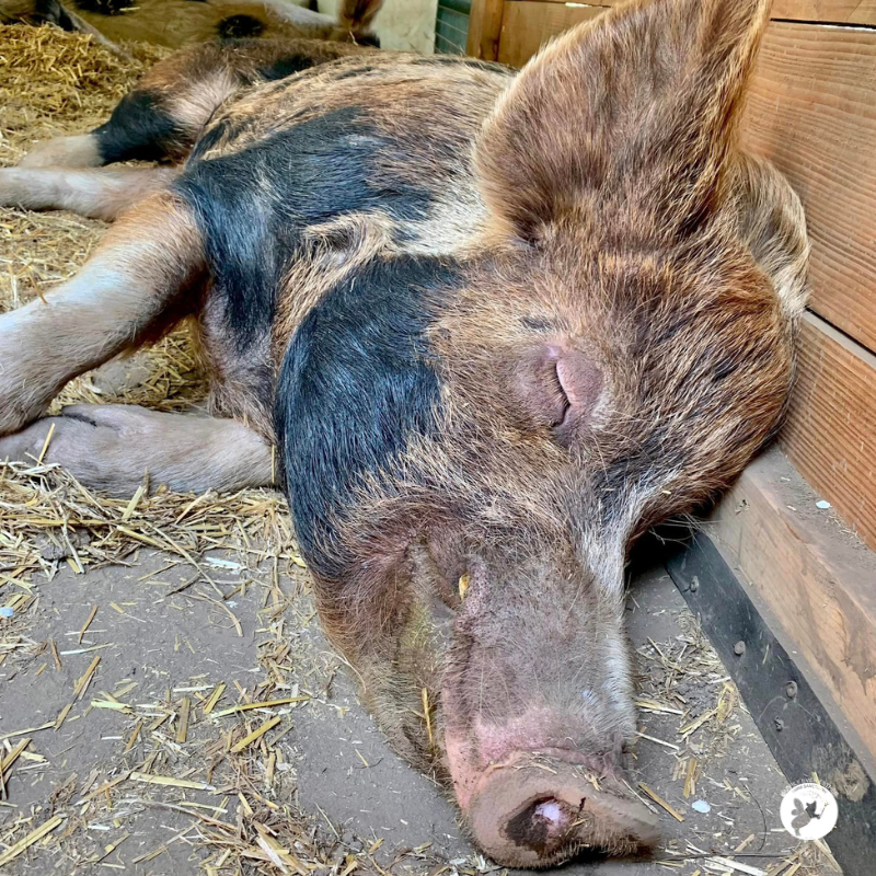 Happy Monday!  It's a holiday here, can you tell? 

#HEEFS #HappilyEverEstherFarmSanctuary