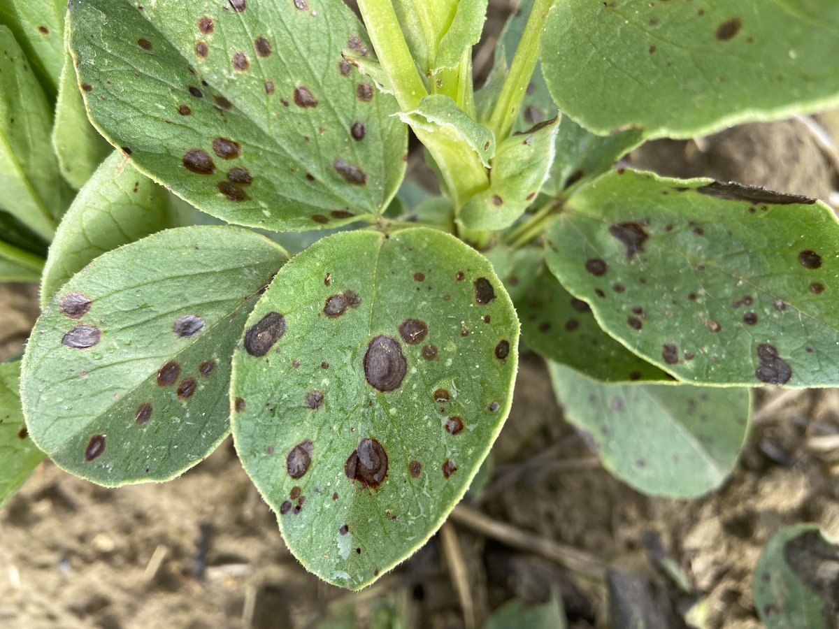 Field assessments show chocolate spot could worsen due to rain splash. Be proactive with fungicide application to prevent further spread! 🤞🌱🙅🏼‍♂️ 

Find out more: syngenta.co.uk/bean-disease-c…

#ElatusEra #BeanDisease #Fungicide