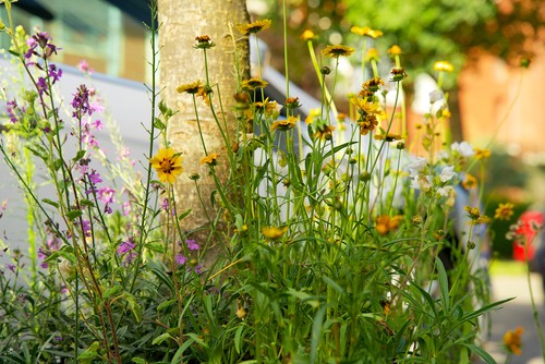 Vandaag is de ‘internationale dag van de biologische diversiteit’: een mooie dag om bekend te maken dat #HASgreenacademy, #Aeres, #InHolland, #VanHallLarenstein en #Hanze in september starten met het #Lectorenplatform #Biodiversiteit. Meer weten? bit.ly/3MMAEUO