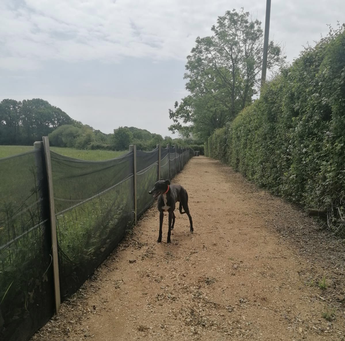 When the old boy comes to work for the day 🙂 

#RiversideOscar #RetiredNotRescued #LifeAfterRacing