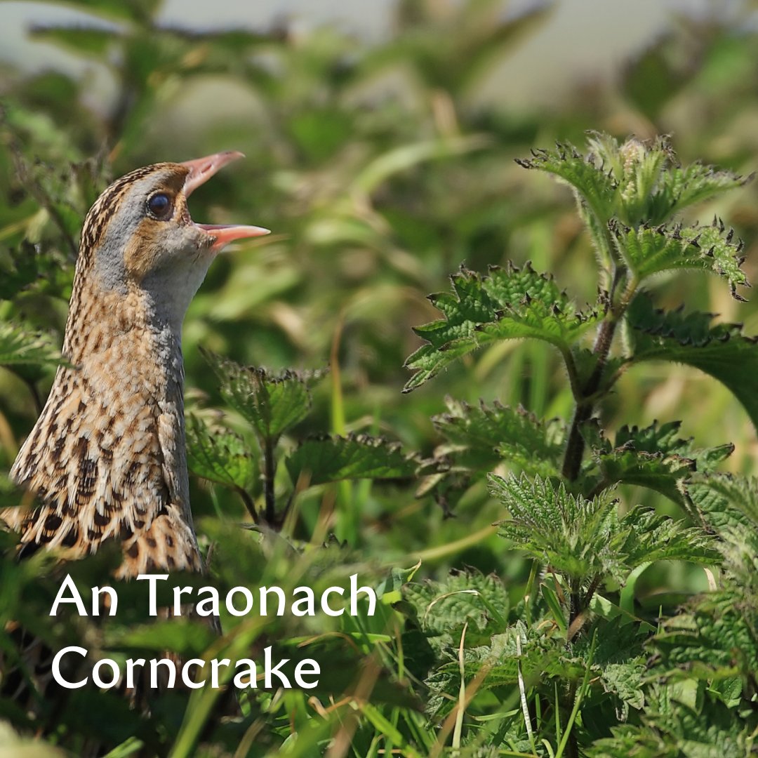 As part of the #Inishbofin #Corncrake Festival 2023, John Carey & Pat Fitzmaurice of @CorncrakeLife will give talk @ Dolphin Hotel Hotel @ 9.30pm Fri 26 May. Talk followed by site visit to view ongoing conservation plots & hear corncrake calling To book 📞Pat Coyne 087 2850812