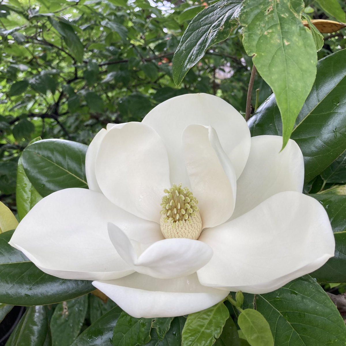 低い所に咲いてくれたので
丸ごと見れました😊

花を大きな盃(さかずき)に
見立てて「大盃木」、
それがしだいに
『泰山木』になったとも

蓮の花に似ているので
別名白蓮木とも♪

良い香りを漂わせてました！

＃タイサンボク
＃泰山木
＃SouthernMagnolia