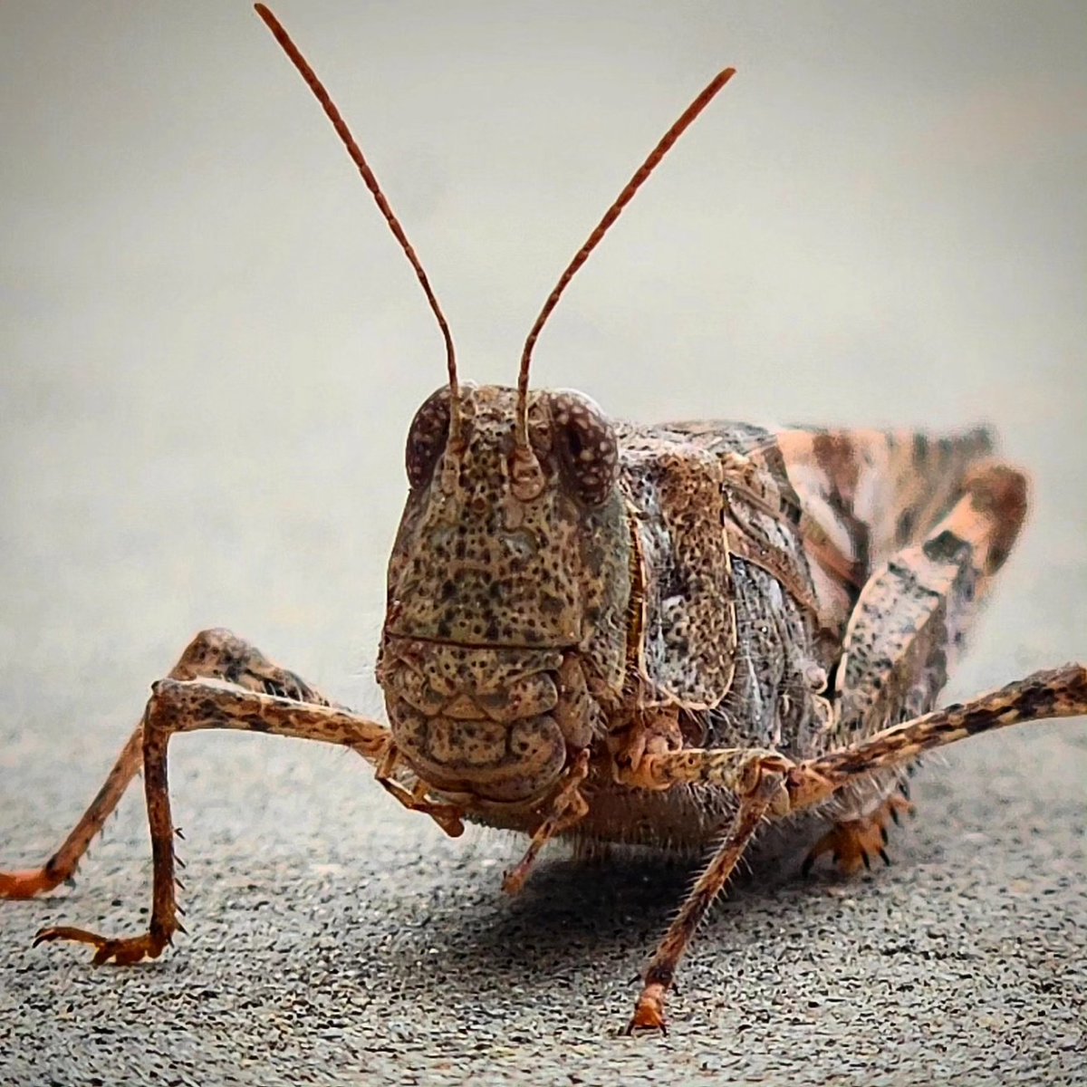 #goodmorning #ThePhotoHour #saltamontes #grasshopper #insect #insectos #photooftheday #macrophoto #photograghy #photo_incolor #maravillosanaturaleza #NaturePhotography #love_nature #photograph #photo_insects #colorsofnature #naturelovers #insects #zenfolio #500px