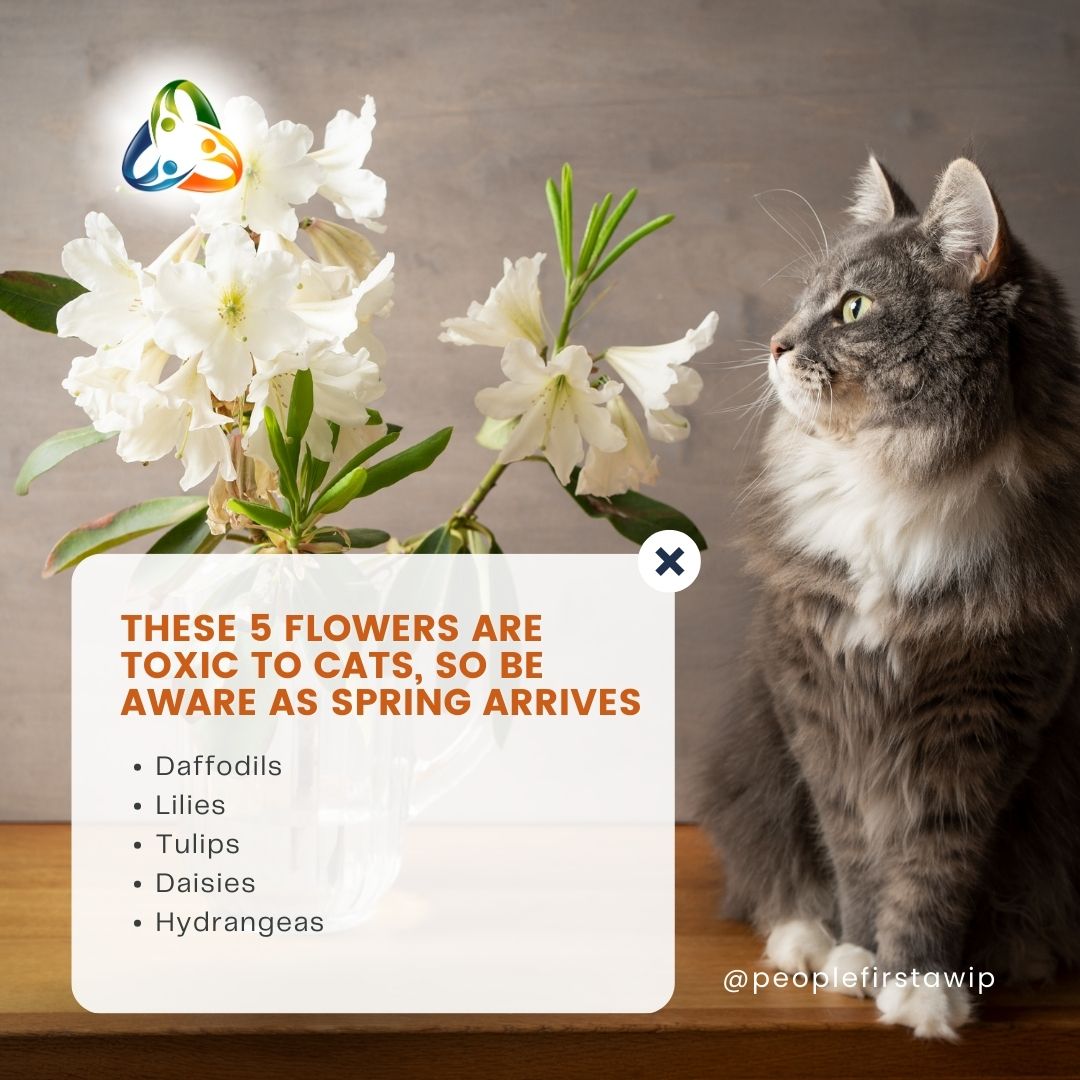 If you're planning on incorporating some spring blooms in your house or garden, make sure to avoid these five if you're a cat parent. #catadvice #catallergies #cattips