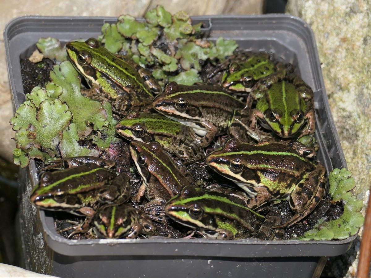 Schuif es 🐸 #kikker #vijverleven