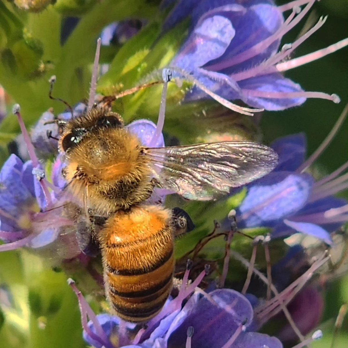 RuvalcabaAurora's tweet photo. #Beesday #bees #abeja #abejas #colorsofnature #photooftheday #photography #NaturePhotography #nature #naturaleza #PhotographyIsArt #photographylovers #fotografia #fotografia_naturaleza #sandiego #ThePhotoHour #canonphotography #zenfolio #500px https://t.co/Tp3UkOBlHN