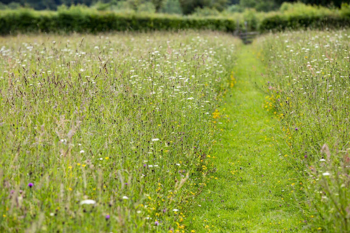 .@NicolaPlantlife: “The simple action of taking the mower out of action for May can deliver big gains for nature, communities and the climate so we are encouraging all to liberate lawns as never before” @goodhousemag report on Plantlife's #NoMowMay goodhousekeeping.com/uk/house-and-h…