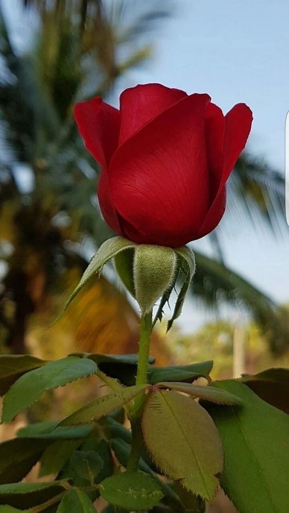 eayesme's tweet photo. “Life is the flower for which love is the #honey.#rose #flower. https://t.co/b0kczqdtde
