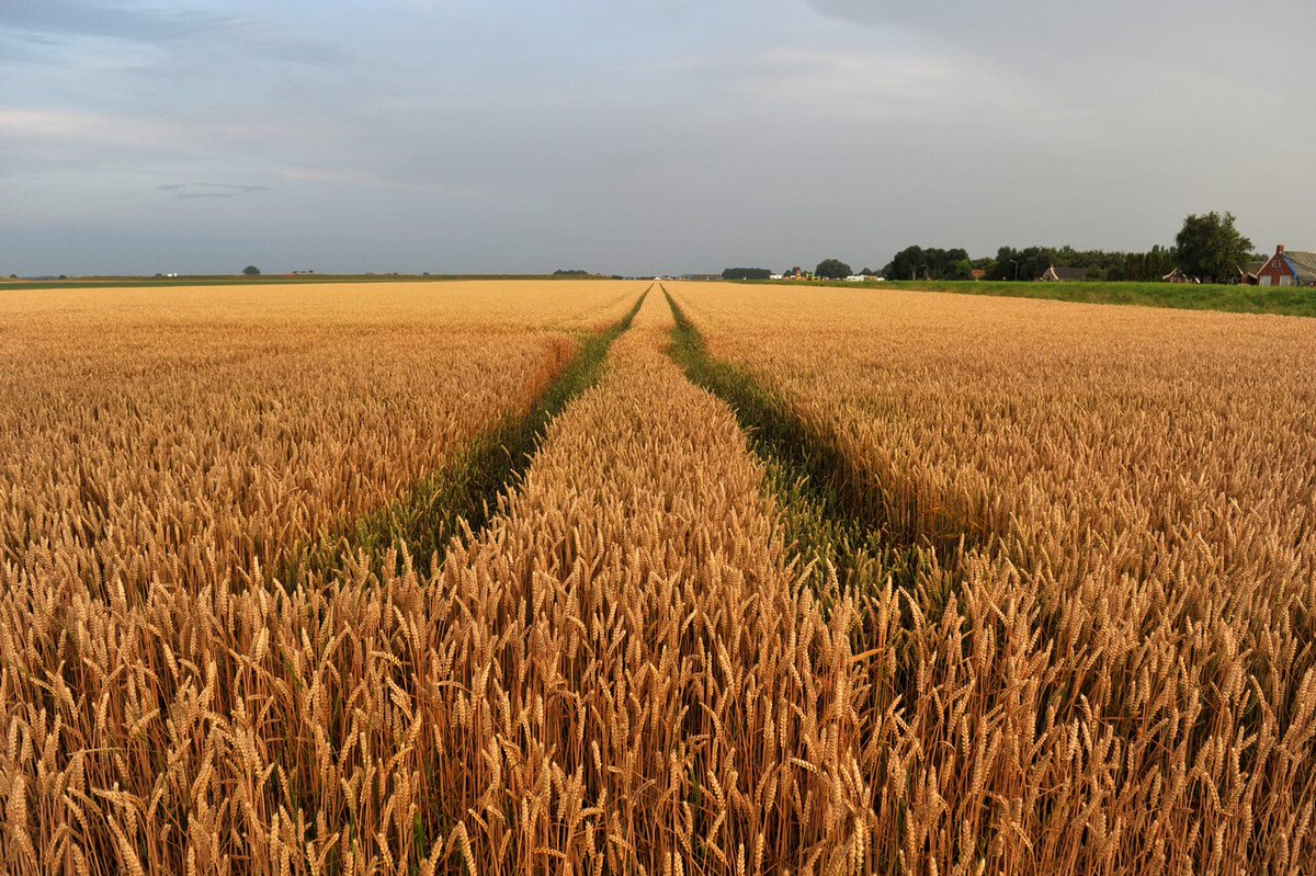 In juni zijn er op 7 plekken in de provincie inloopbijeenkomsten over de toekomst van ons platteland. Daarbij wordt gesproken over herstel van natuur, vermindering van #stikstof, verbetering van de waterkwaliteit en perspectief voor de landbouwsector.➡️provinciegroningen.nl/actueel/dossie…