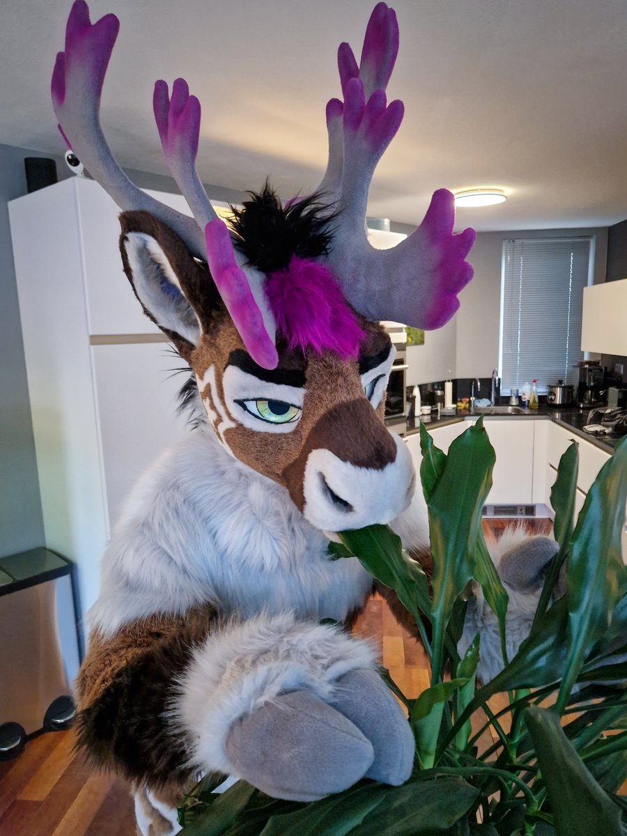 Hey there, my fellow plant-lovers 🌱 I couldn't resist snacking on this delicious houseplant in our living room 😅  Whats your favorite plant to munch on ? 🦌 #plantlove #mondaymunchies

📸 @rexypup