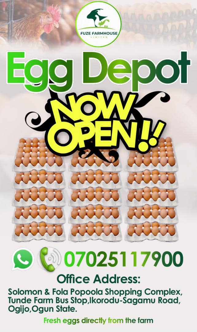 #eggfarminogijo
#eggdepotinikorodu
#eggdepotinsagamu
#egg
#eggbusiness 
#startingeggbusiness 
#profitableBusiness