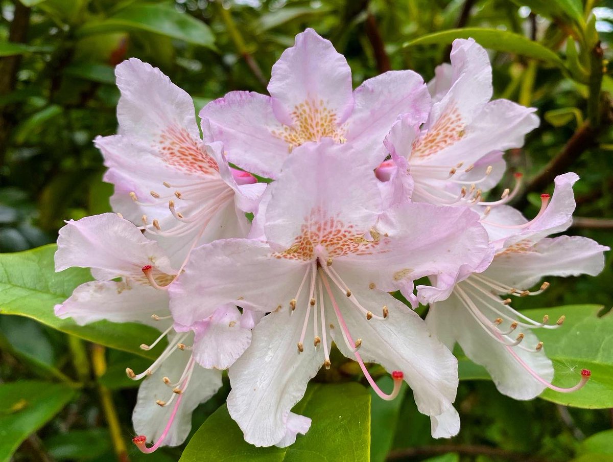 JoyInTheSeasons's tweet image. #JoyInSpring ~ rhododendron season 🌸