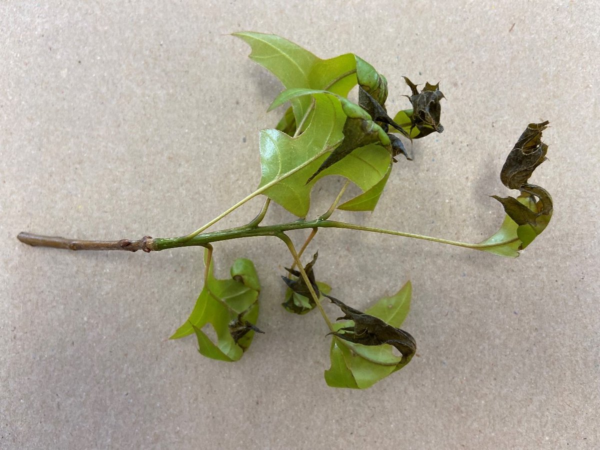 In recent days, many landowners – especially in southern New Hampshire – have contacted UNH Extension Foresters worried about the sudden appearance of trees with wilted, shriveled, and black-tipped leaves. Learn more: extension.unh.edu/blog/2023/05/l…