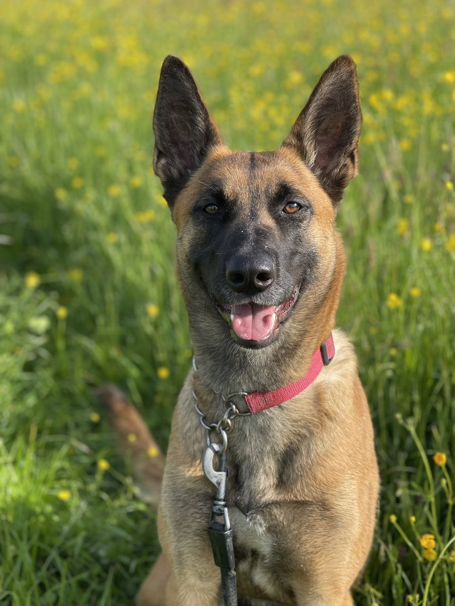 Massive congratulations to mum &amp; Maisie the rescue dog for successfully passing their General Purpose Police Dog license today. 🐶