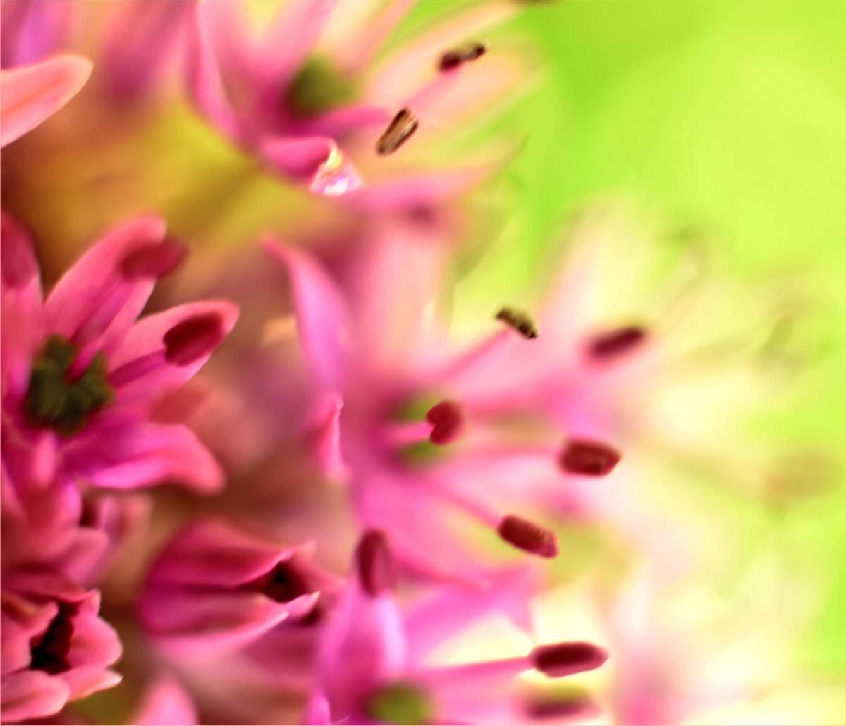 KarinWaldner's tweet photo. #Flowerlove #Allium Purple with some #macrophotography.
#Uienbol in de tuin. #fotoExperiment met #macroringen
#Flowers #nature #NaturePhotography #gardens #flowerphotography #FlowerArtweek #BloemTwitter #tuinfoto https://t.co/6o4yJTASgx