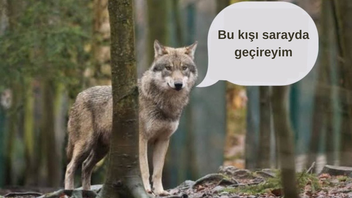 günay (@astronomkafasi) on Twitter photo 