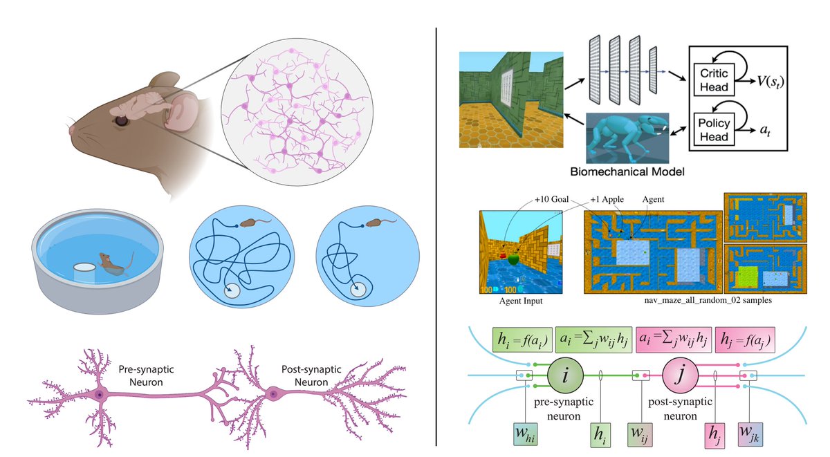 There is still a lot we can learn from the brain in  artificial intelligence. In our new review article, we delve into the mechanisms of the brain that inspired artificial intelligence algorithms, as well as brain-inspired learning algorithms in AI🧠

arxiv.org/abs/2305.11252…