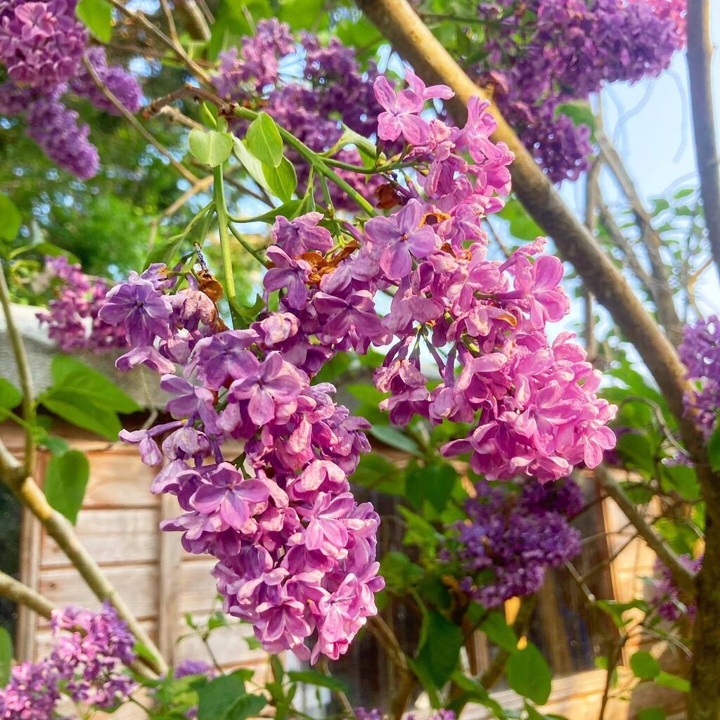 Our lilac tree is crazy heavy with flowers this year. Thanks neighbour who cut down a bunch of trees on our boundary