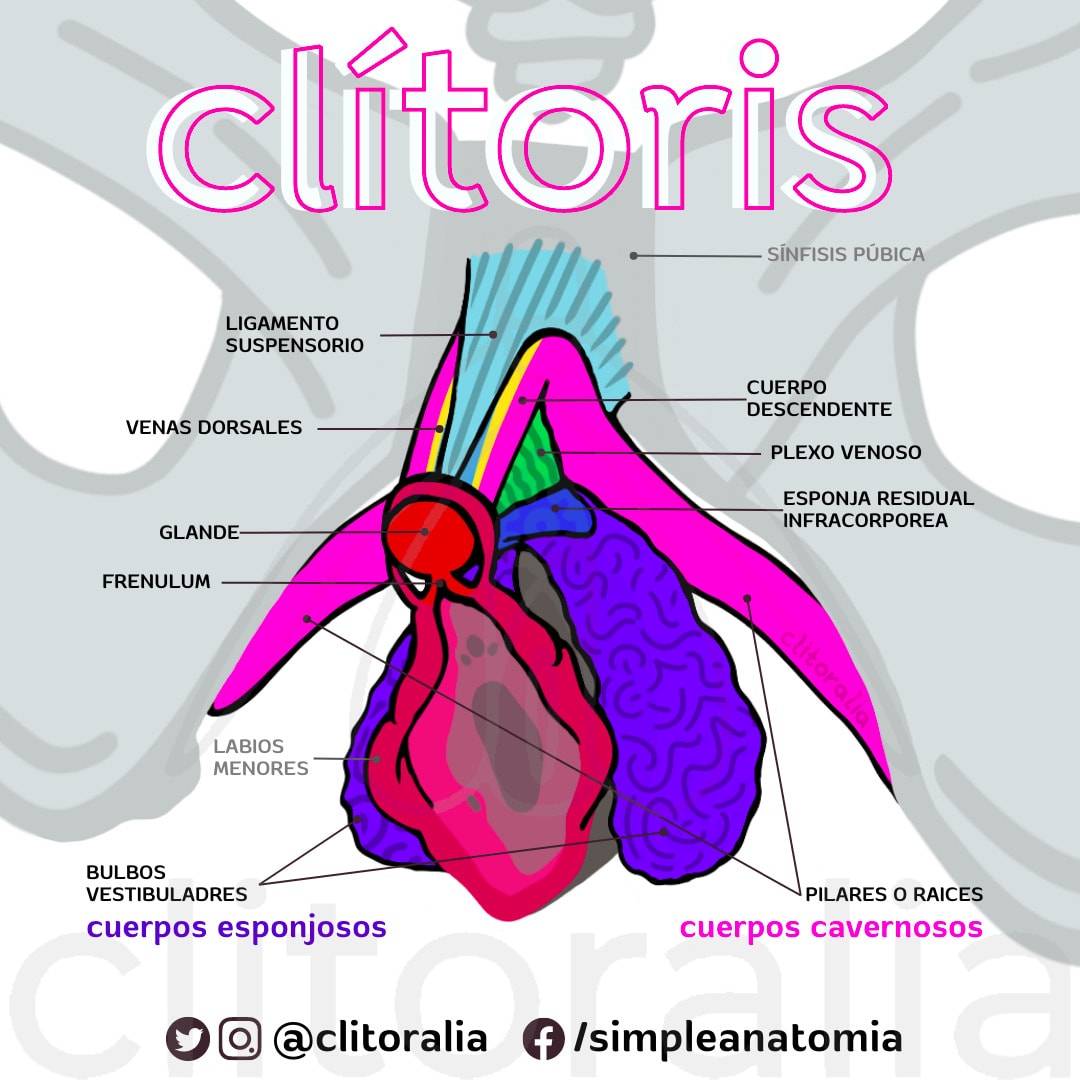 clitoralia's tweet photo. En 2019 un grupo de colectivos, organizaciones y activistas proclamaron el primer #WorldClitorisDay frente al Parlamento Europeo, día por la autoconciencia clitoral y contra la mutilación genital cultural https://t.co/65cA3DuvJ5
 #cliteratura #DíaMundialDelClítoris https://t.co/e2b36nV76N
