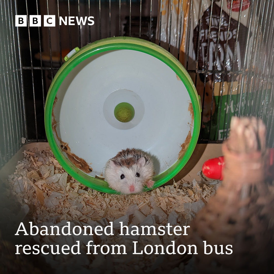 BBC London on Twitter "An unwanted pet hamster has been rescued after being left on a London