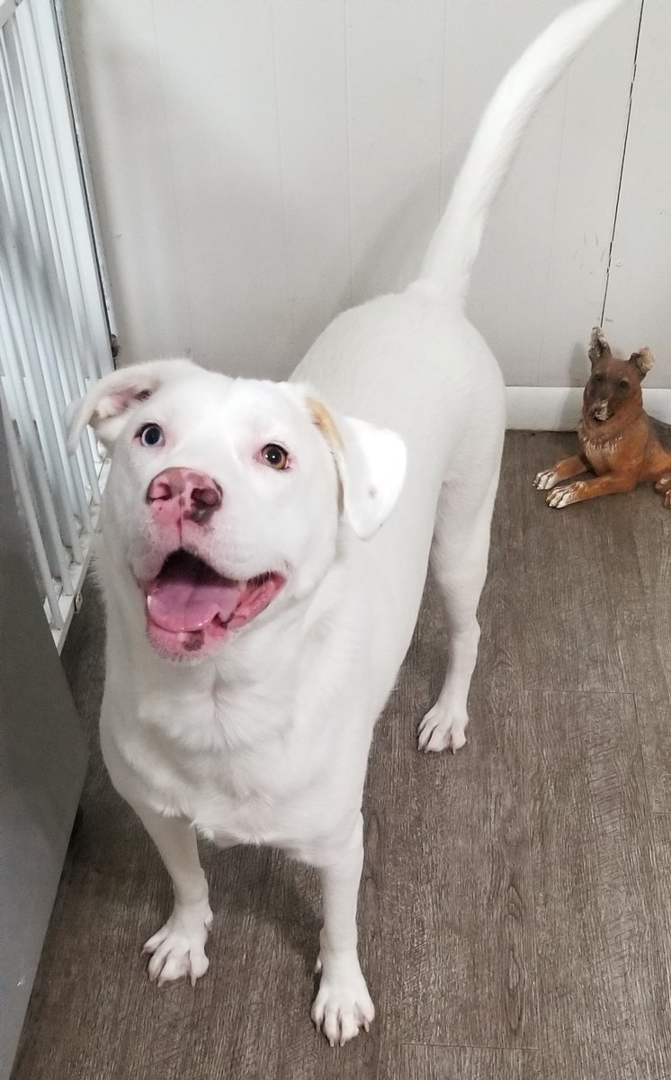TopNotchKennels's tweet photo. Going away and need to make a reservation? Call or email to speak to a human! Call 630-554-9001 then press 1 or email office@topnotchkennelsinc.com Leave a message and we will get right back to you! https://t.co/eagReIf9Yj