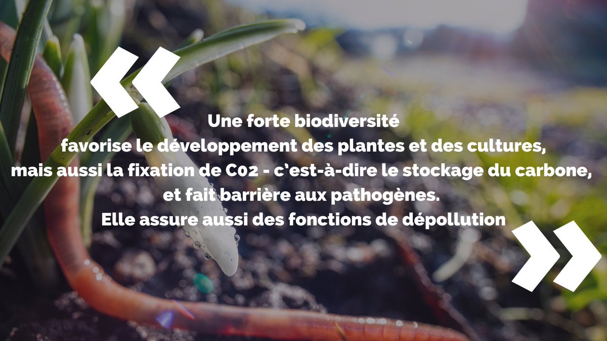 INRAE_France's tweet photo. Zoom sur la biodiversité des sols 🔎

La nature de la biodiversité présente dans un sol renseigne aussi sur l’état de ce dernier.

Vous voulez en apprendre davantage ? C'est par là 👇 https://t.co/k3stkSPBoa https://t.co/gwIpKPWWgD