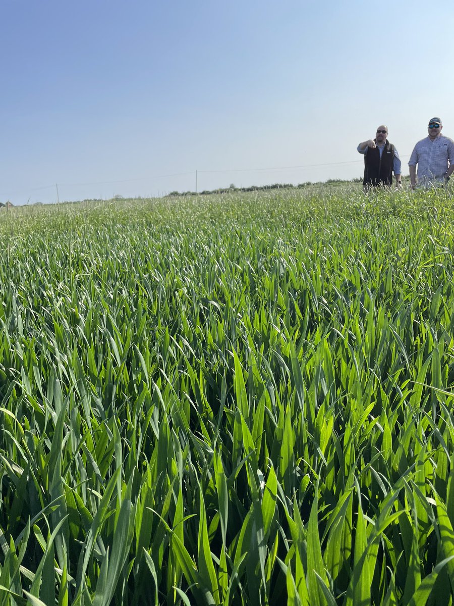 BenichonMaxime's tweet photo. Fantastic day to visit trials in UK with wonderful weather ☀️

Cereals weed control complexity is increasing constantly for farmers due to resistance issues and regulatory landscape. #FMC team is proud to help them to overcome this challenges working new innovative tool 🔜 https://t.co/ebCmJsBZeC