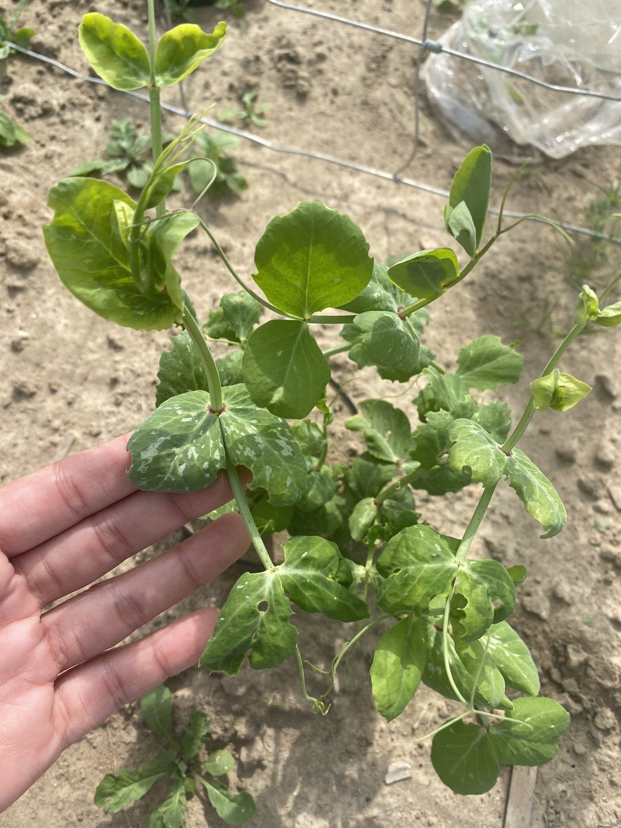 shinyeee_tan's tweet photo. Entering the third week after the inoculation of PNYDV and some peas are showing symptoms now #SPITFIRE https://t.co/kqkWHVWIKl