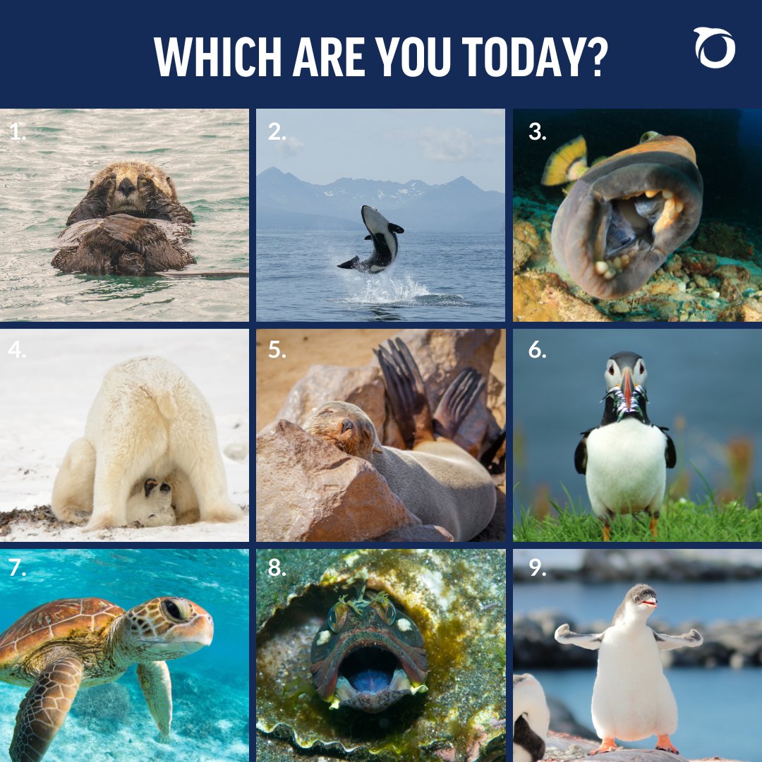 WarschildFdn's tweet photo. Happy #InternationalDayOfBiologicalDiversity! 🐧 🐳 🐠  Which ocean wildlife do you relate to most today? Share in the comments below! 👇 
 #BiodiversityDay https://t.co/jv7GOCK3Rk