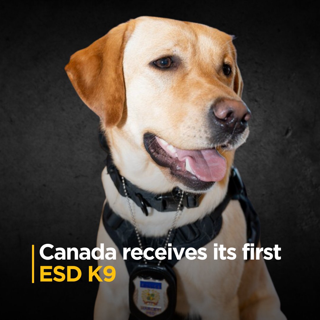 Meet Harley, the brave new member of @PeelPolice Internet Child Exploitation Unit in Canada! Thanks to your donations, O.U.R. funded her placement & training. Stay tuned for her successes as she protects children in Canada! 

Learn more about Harley here: peelpolice.ca/Modules/News/i…