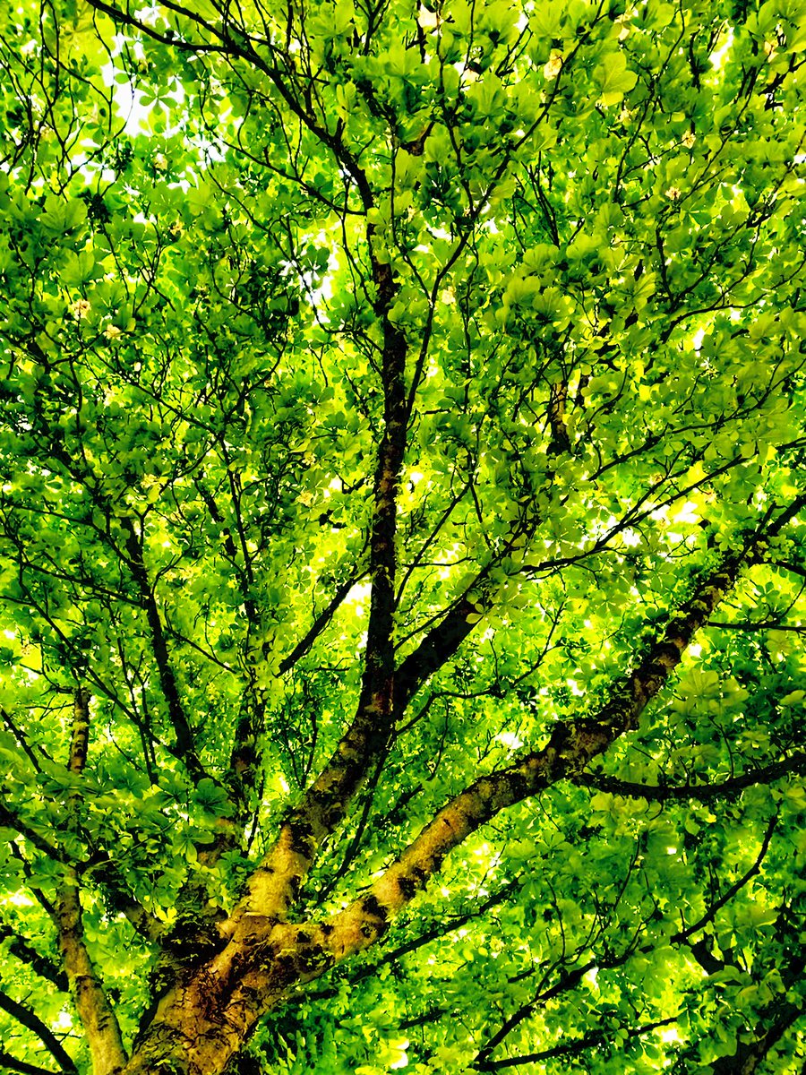 Monday merligoes walk. Looking up. Horse Chestnut canopy.