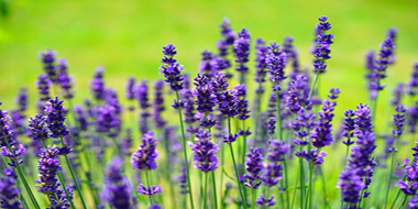No More Sleepless Nights: If you get a proper amount of #exercise, you're less likely to Toss & turn ♦♦. There are more things u can do too... healthykids.info-just-for-u.com/alternative-me…    [*TIP:  Lavender is a very soothing color + a soothing scent.  You can utilize lavender via Aromatherapy ]