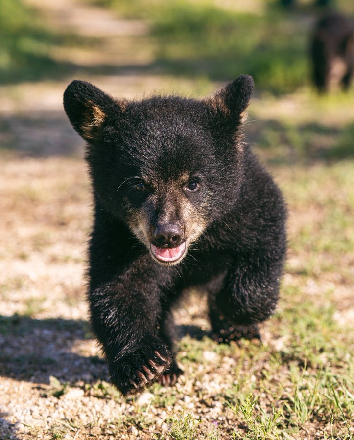 Baylor Athletics tweet media